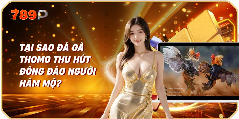 Tại sao đá gà Thomo thu hút đông đảo người hâm mộ?